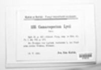 Camarosporium lycii image